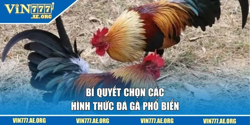 Bí quyết chọn các hình thức đá gà phổ biến