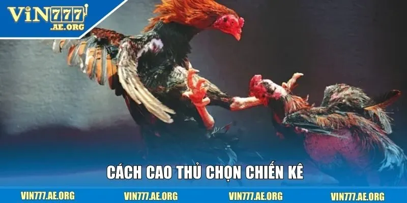 Cách cao thủ chọn chiến kê