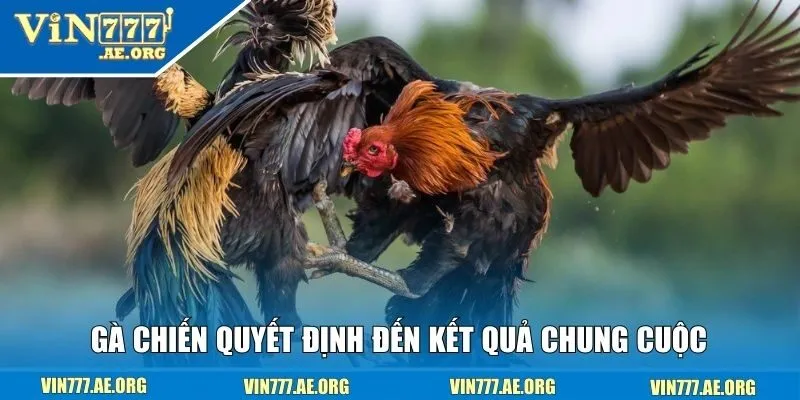 Gà chiến quyết định đến kết quả chung cuộc