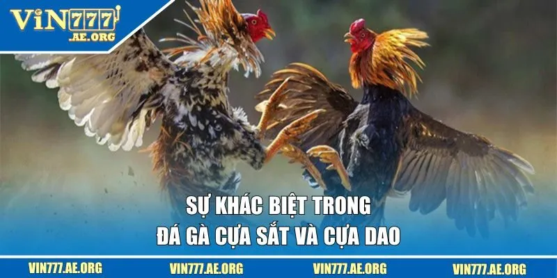 Sự khác biệt trong đá gà cựa sắt và cựa dao