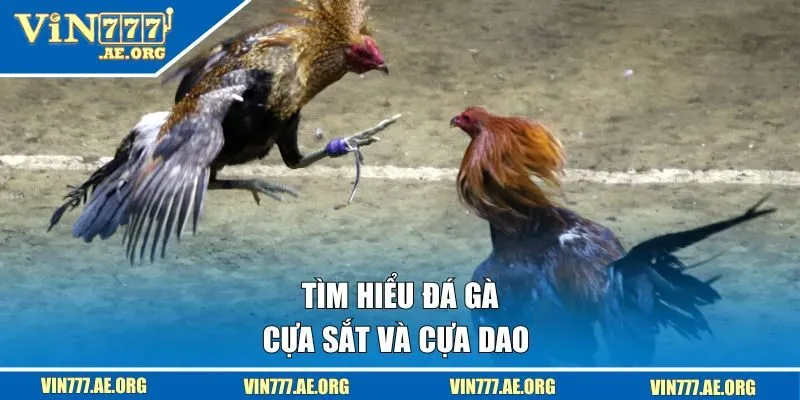 Tìm hiểu đá gà cựa sắt và cựa dao