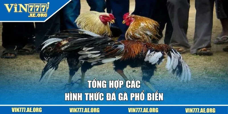 Tổng hợp các hình thức đá gà phổ biến